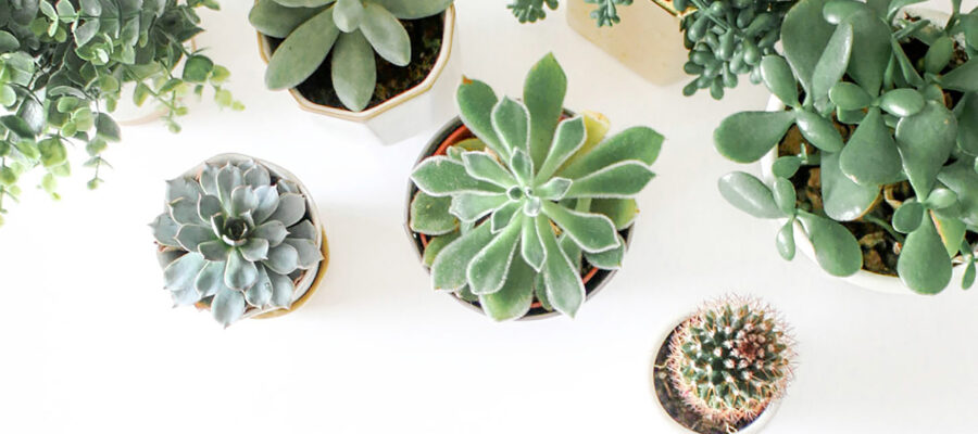 Descubre 7 Plantas purificadoras de aire para un hogar saludable