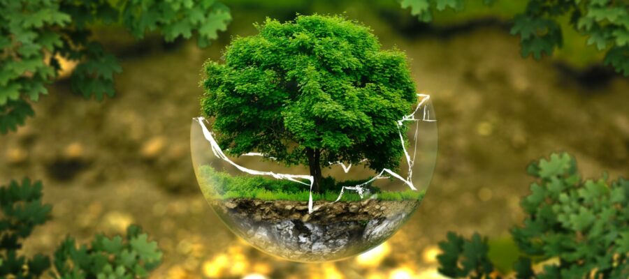 Imagen fantástica de un árbol creciendo dentro de una bola de cristal flotante. El árbol ha roto la bola de cristal por arriba para seguir creciendo. Imagen fresca y positiva de colores verdes.