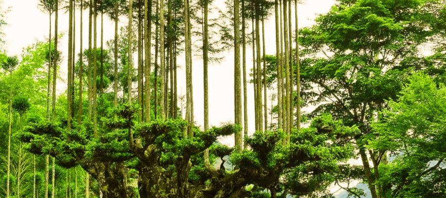 Árbol al que se la ha practicado la técnica de poda japonesa Daisugi. Sus ramas nacen en vertical desde las ramas inferiores.
